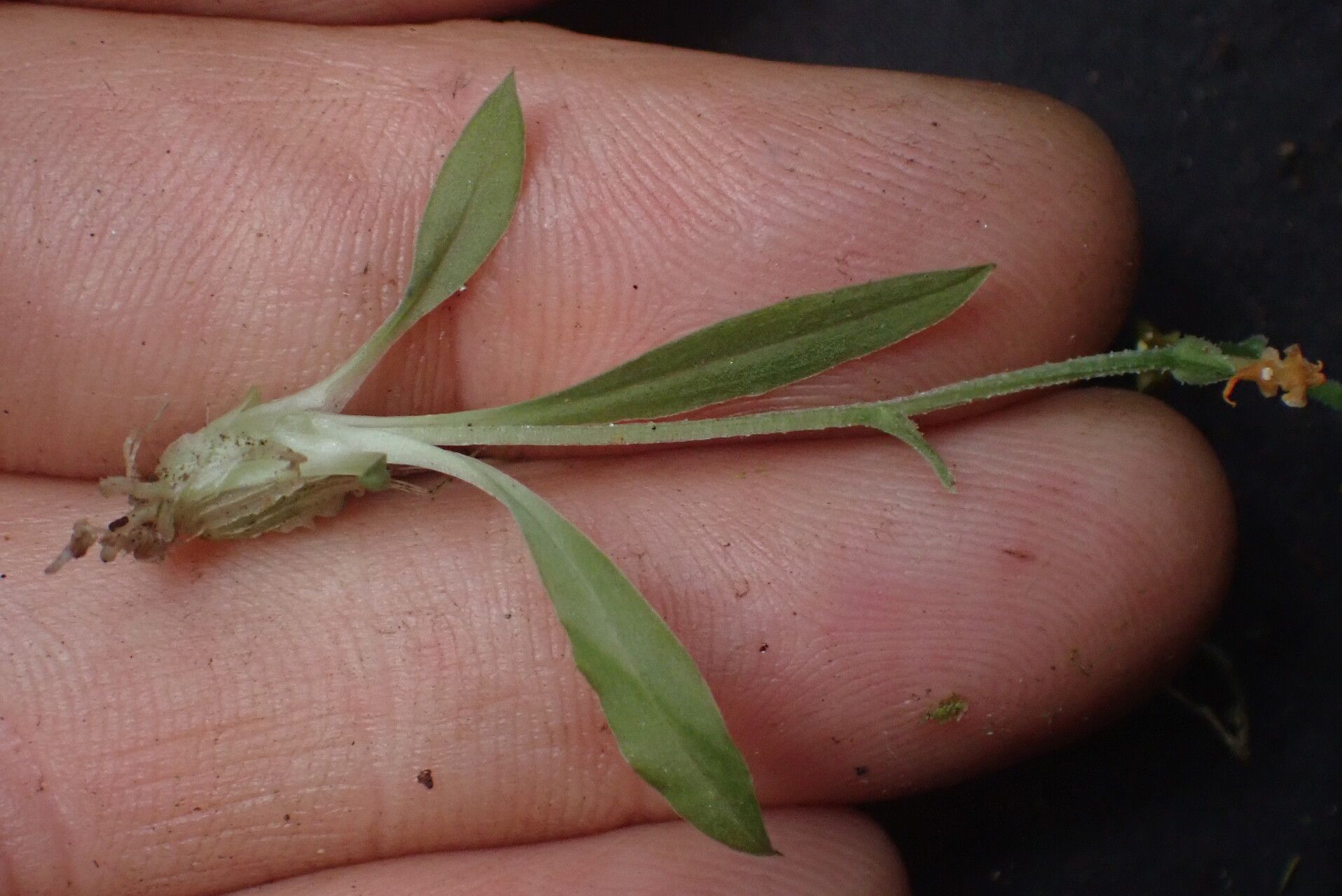 Liparis dryadum — houseplant care guide