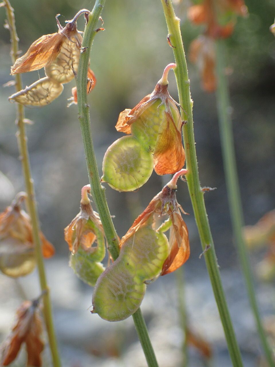 Hedysarum boveanum fruit