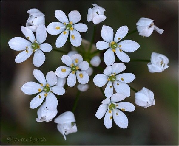 Allium subhirsutum flower