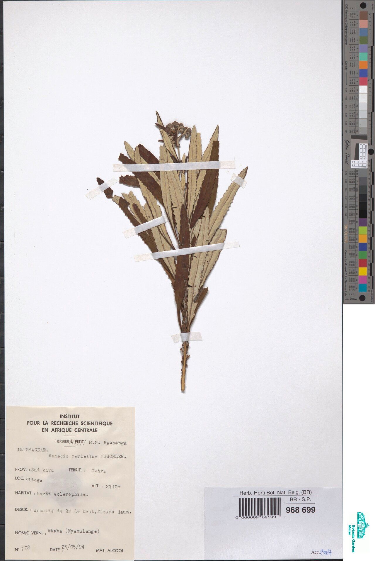 Senecio mariettae — houseplant care guide