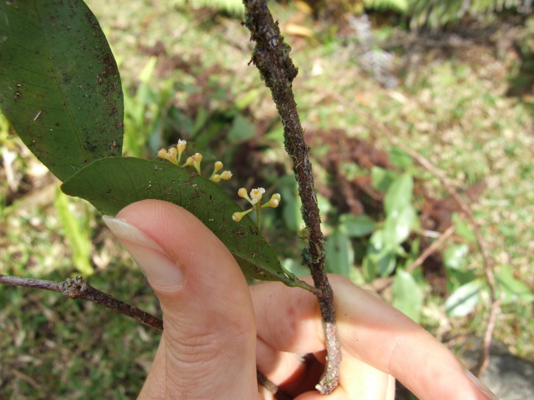 Syzygium brachycalyx flower
