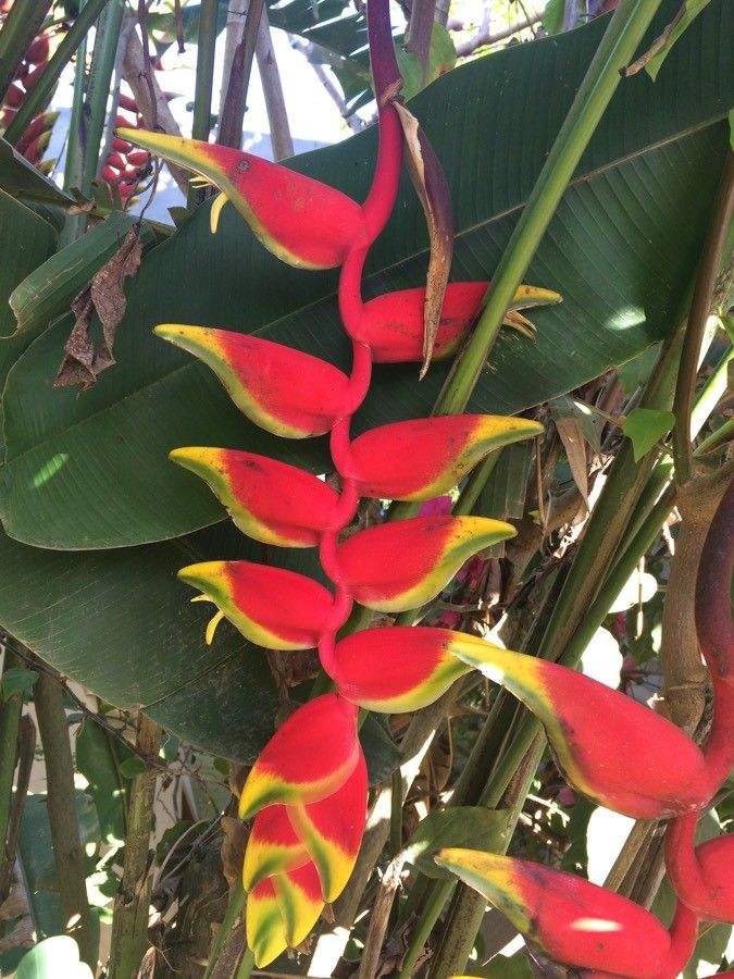 Heliconia rostrata fruit