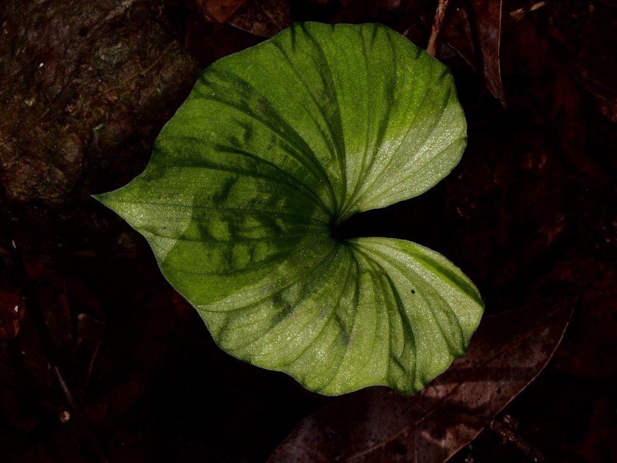Nervilia aragoana leaf