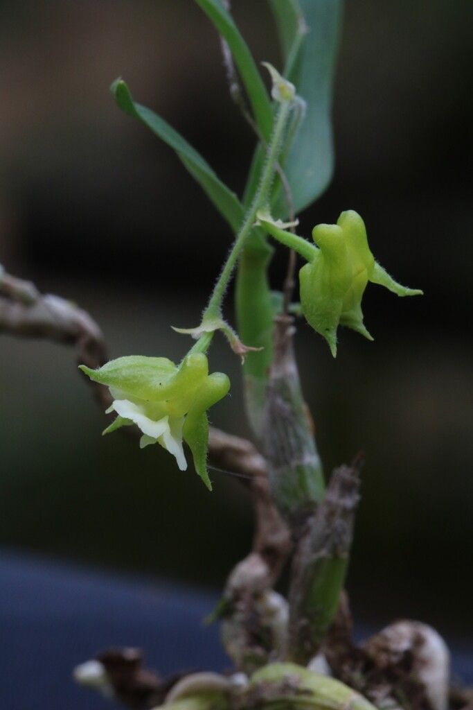Polystachya bamendae flower