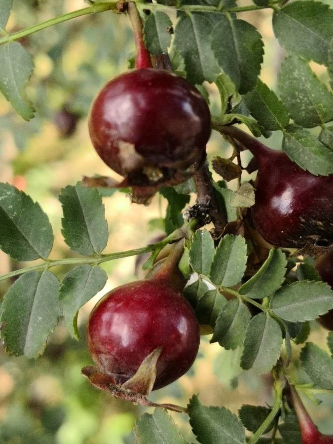 Rosa xanthina fruit