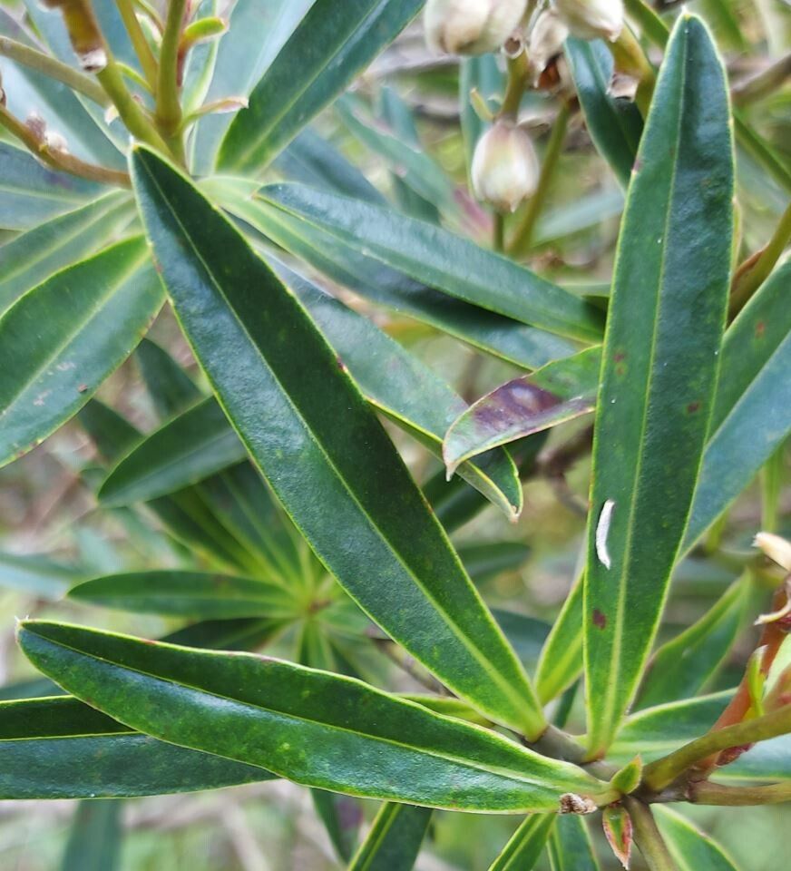 Hibbertia podocarpifolia — houseplant care guide