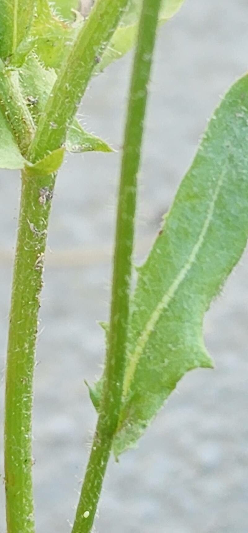 Crepis kotschyana — houseplant care guide