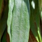 Platycerium bifurcatum