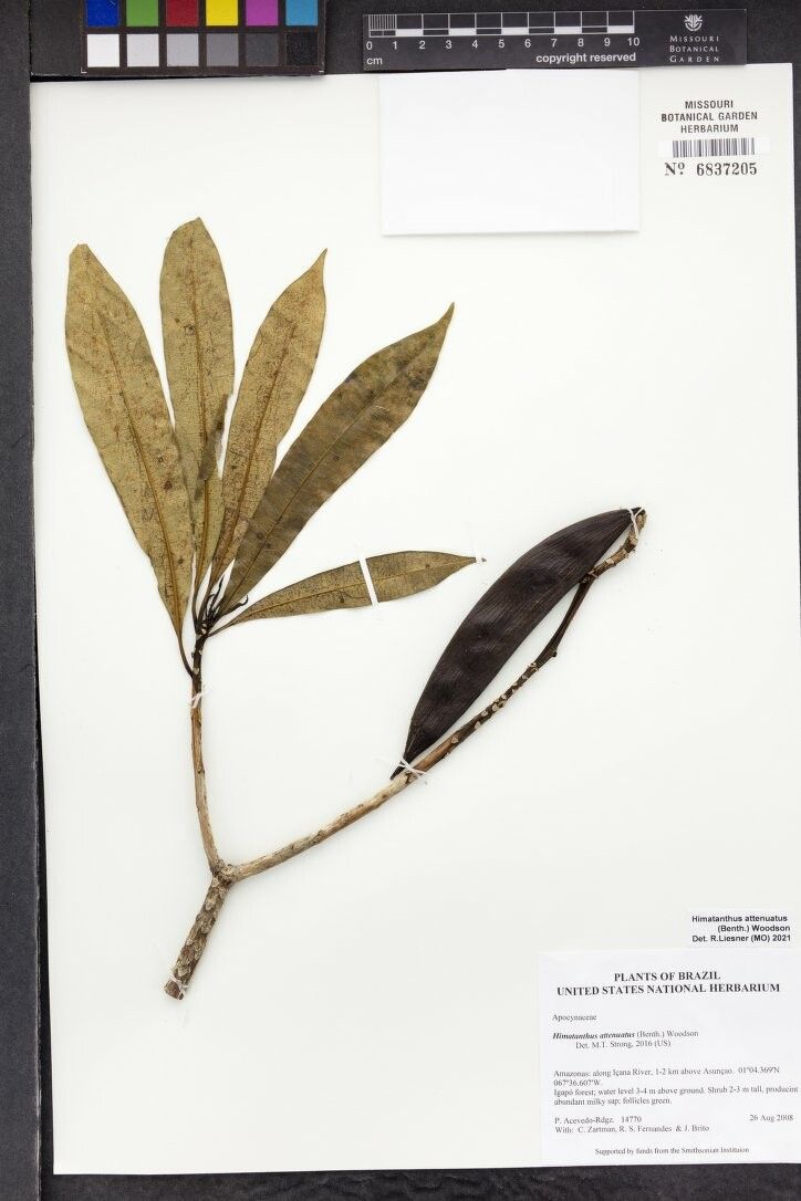 Himatanthus attenuatus — related species from the same genus