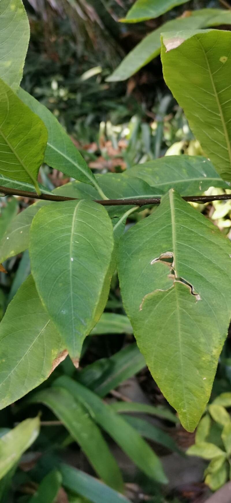 Solanum argenteum — houseplant care guide