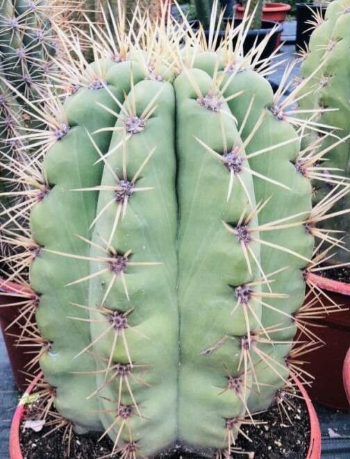 Acanthocalycium rhodotrichum — related species from the same genus