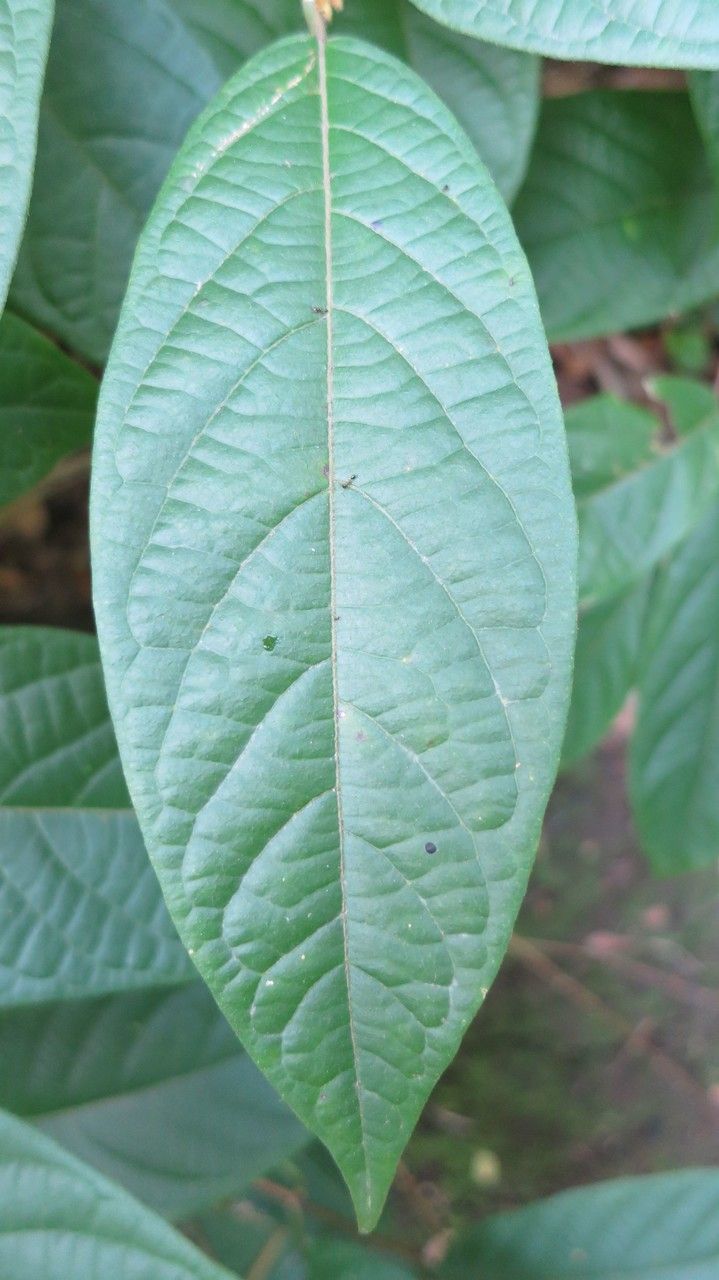 Quisqualis indica — search result for 'Combretaceae'