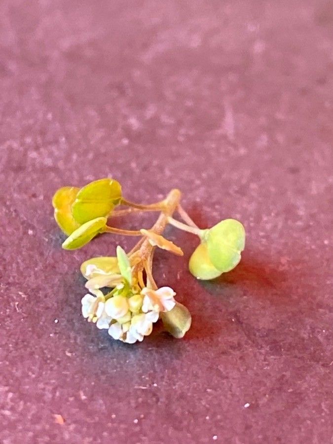 Lepidium perfoliatum flower
