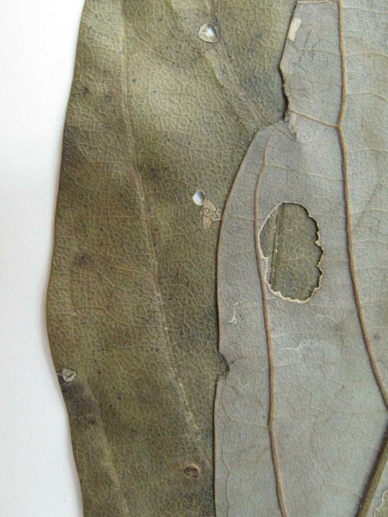 Ocotea amazonica other