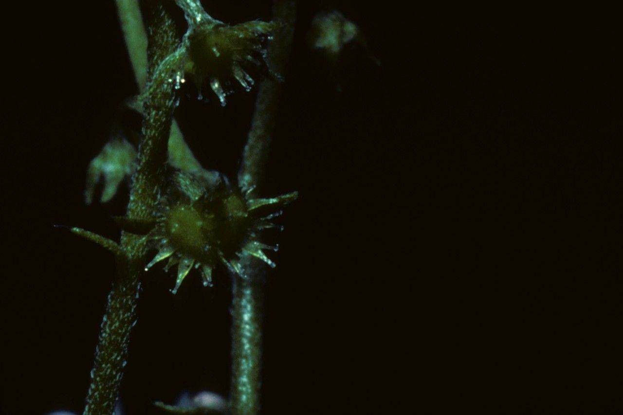 Hackelia pinetorum fruit