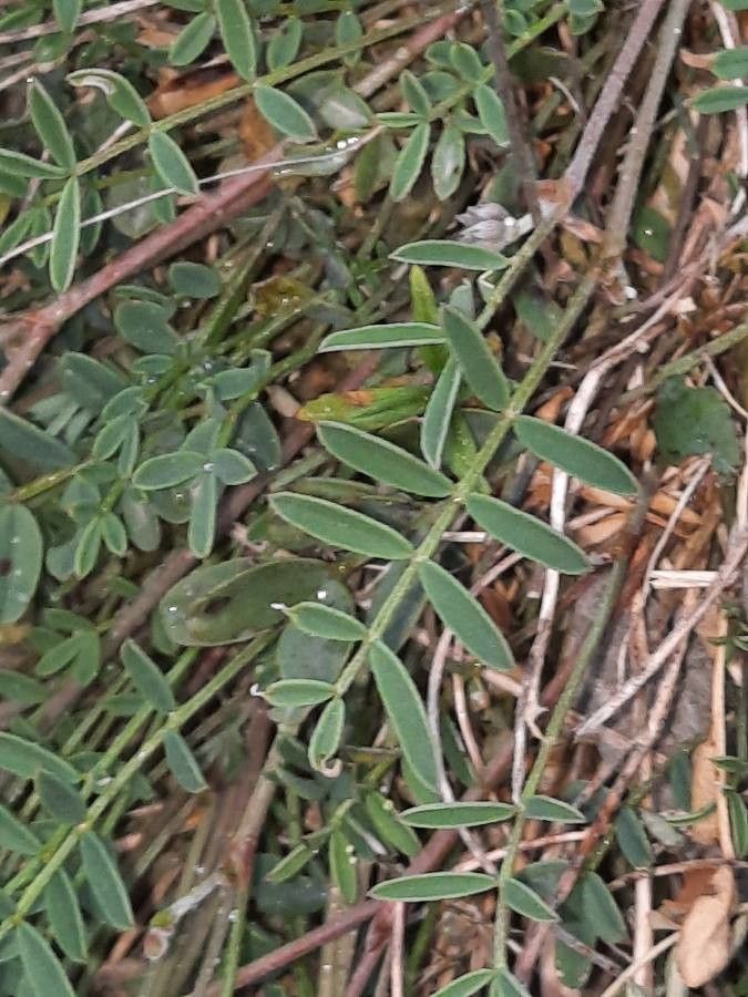 Hippocrepis scorpioides leaf