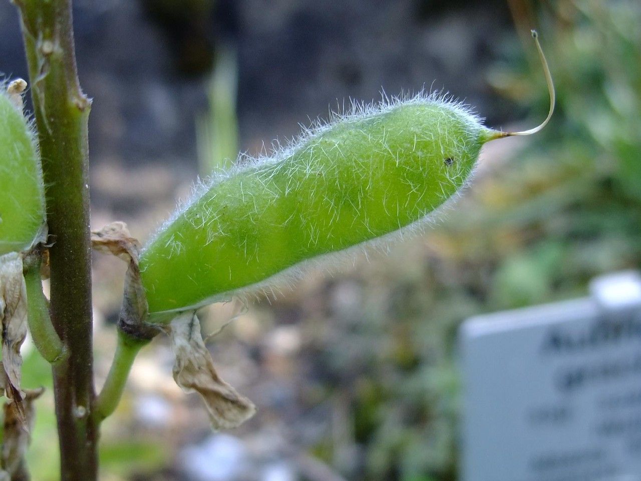 Lupinus arcticus fruit