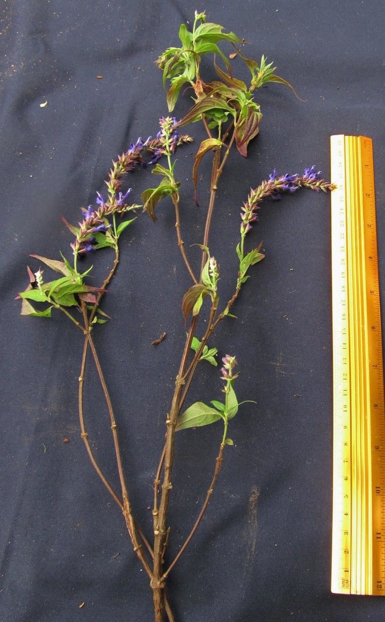 Salvia colonica other