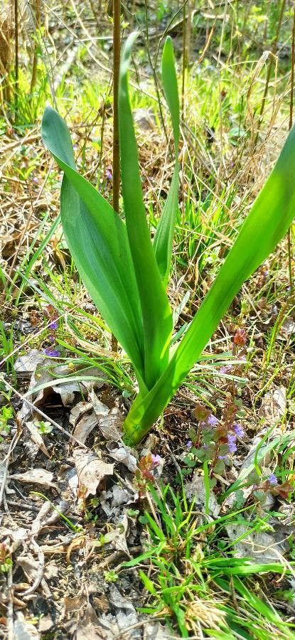 Colchicum lusitanum leaf