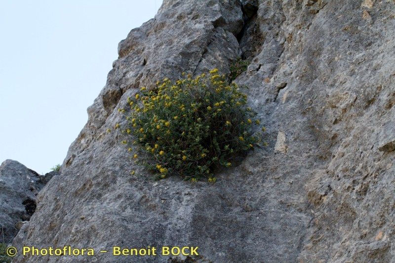 Anthyllis ramburei — search result for 'Anthyllis'