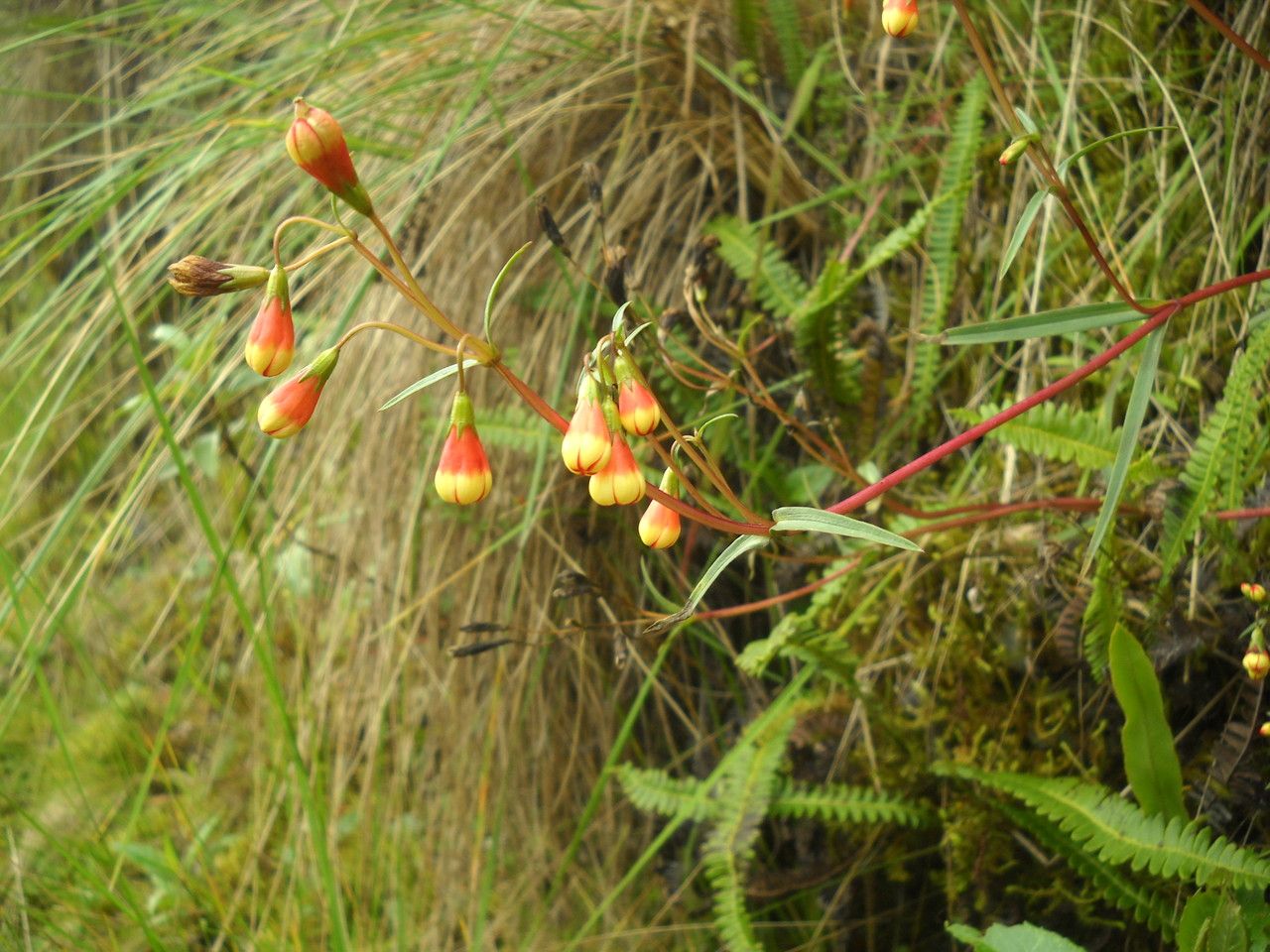 Gentianella punicea — search result for 'Gentianella'