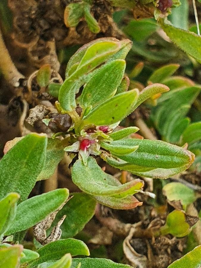 Zaleya pentandra flower