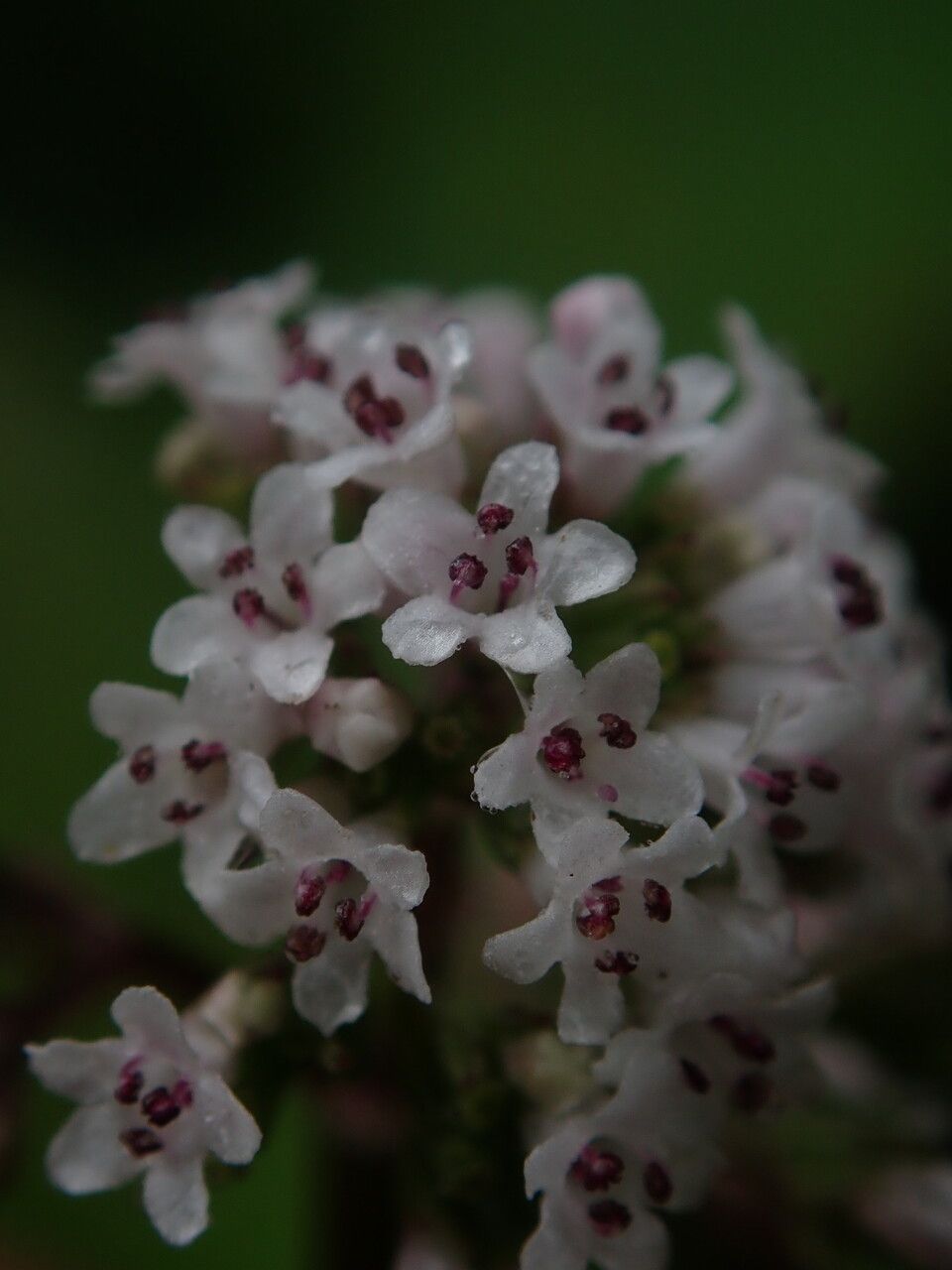 Valeriana jatamansi flower