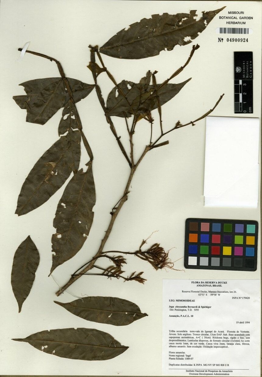 Inga chrysantha — houseplant care guide