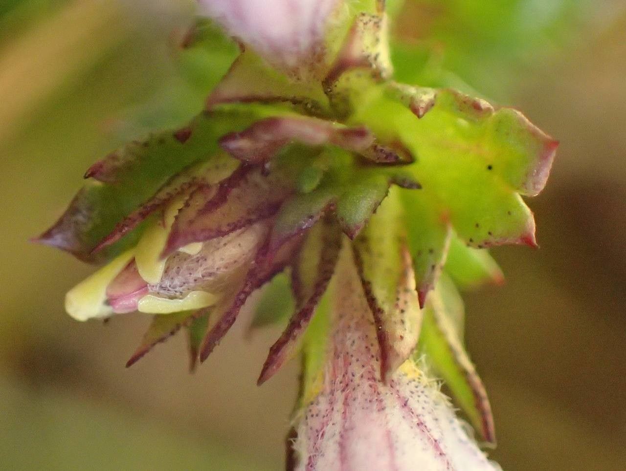 Euphrasia stricta fruit