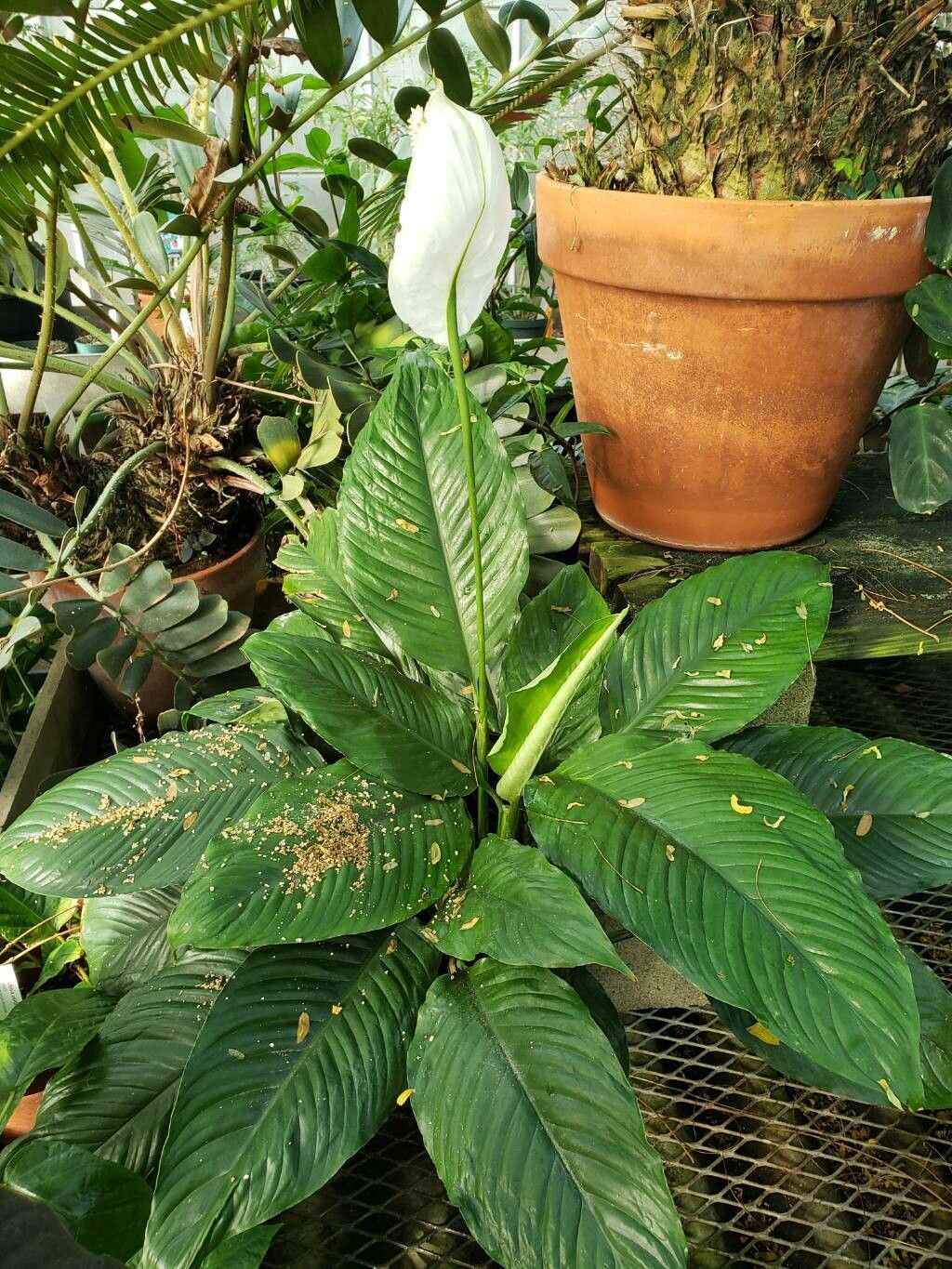 Spathiphyllum phryniifolium habit