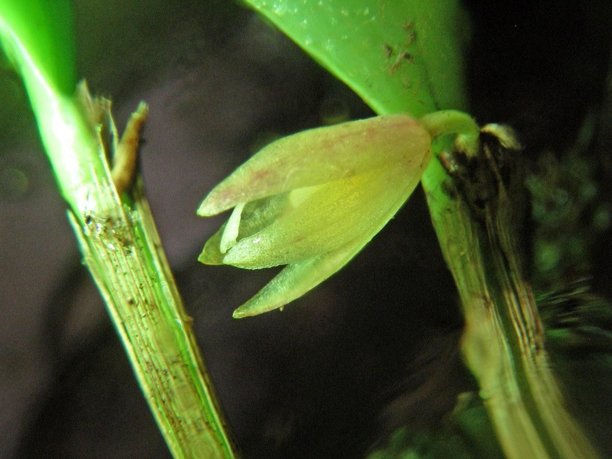Octomeria graminifolia bark