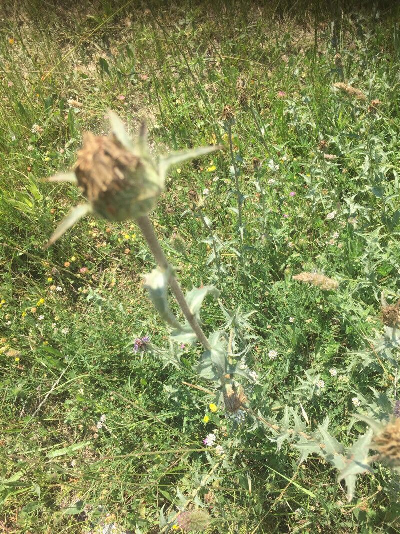 Carthamus caeruleus fruit