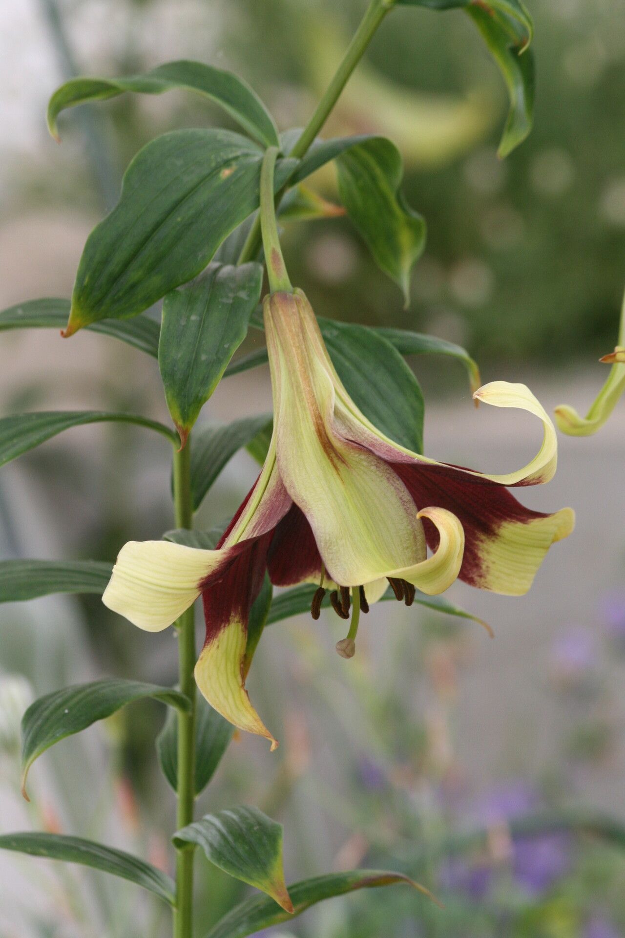 Lilium nepalense flower