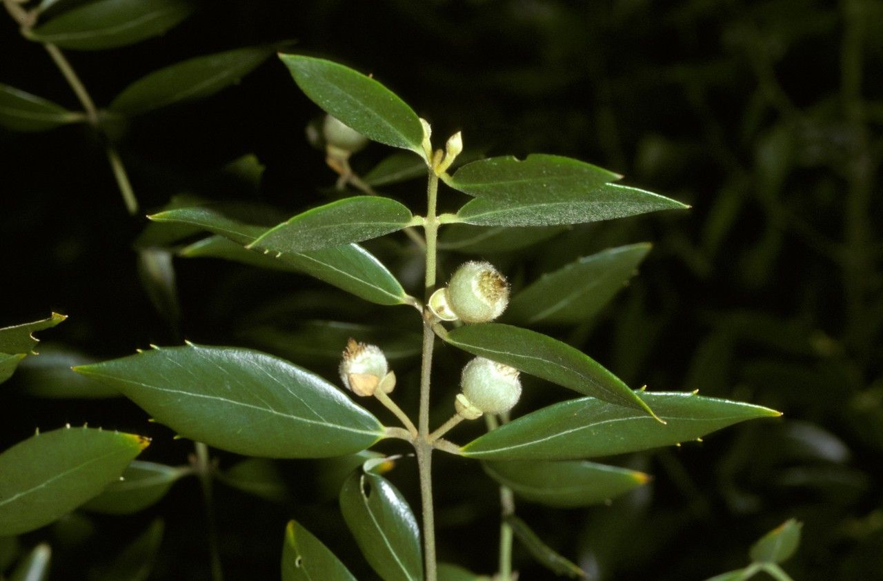 Atherosperma moschatum fruit