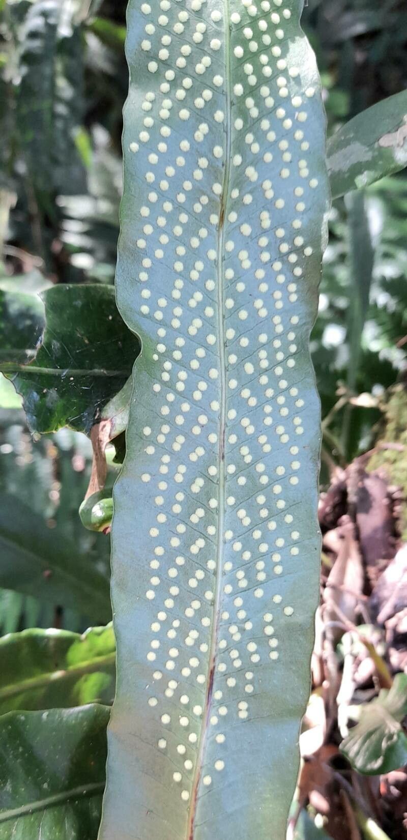 Campyloneurum nitidum fruit