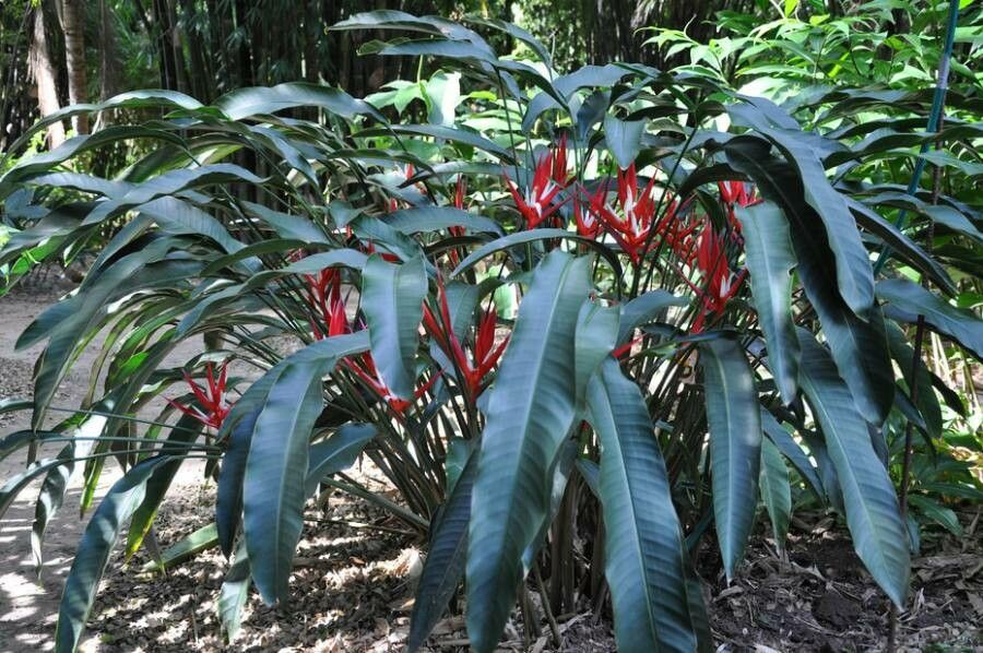 Heliconia angusta habit