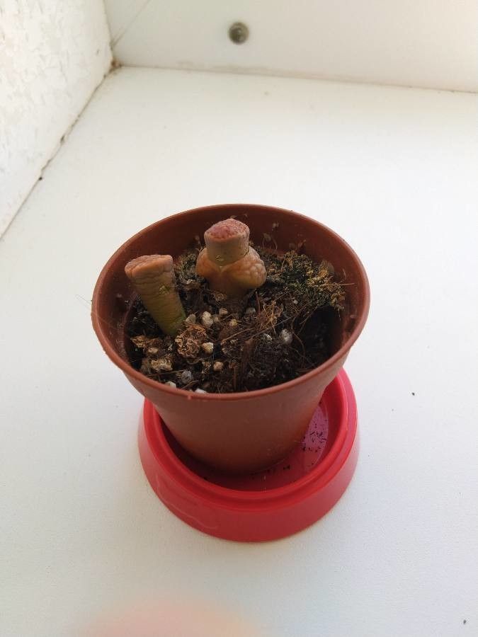 Lithops pseudotruncatella — search result for 'Aizoaceae'