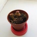 Lithops pseudotruncatella