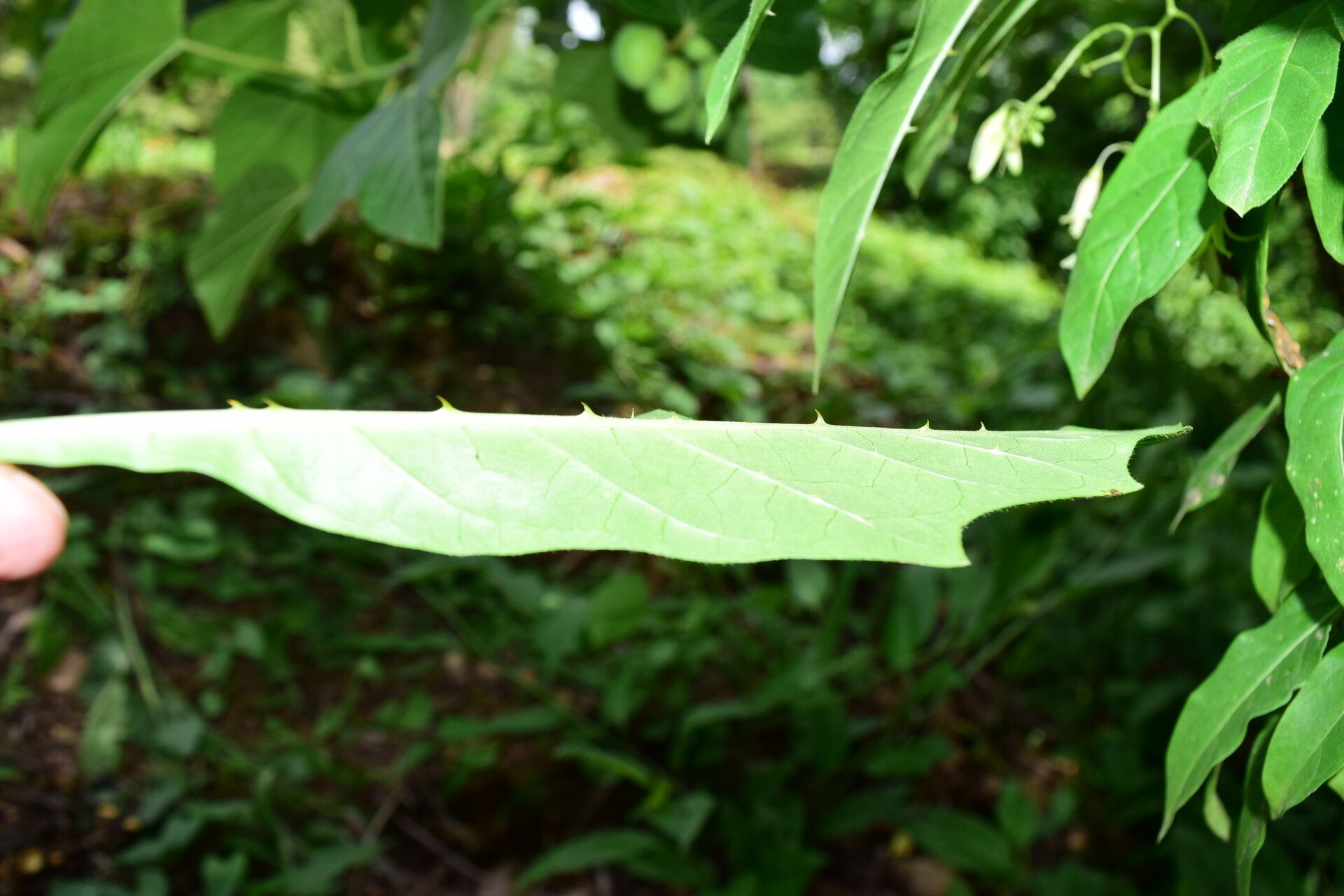 Solanum bicorne — houseplant care guide
