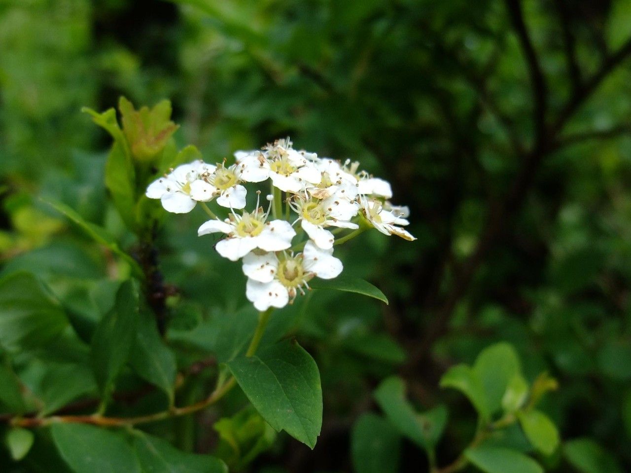 Spiraea blumei — search result for 'Spiraea'