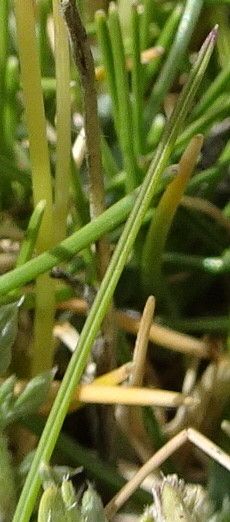 Calamagrostis minima — search result for 'Calamagrostis'