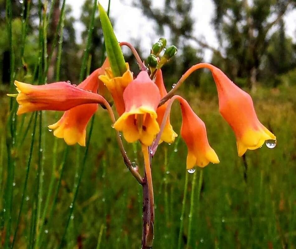 Blandfordia nobilis flower