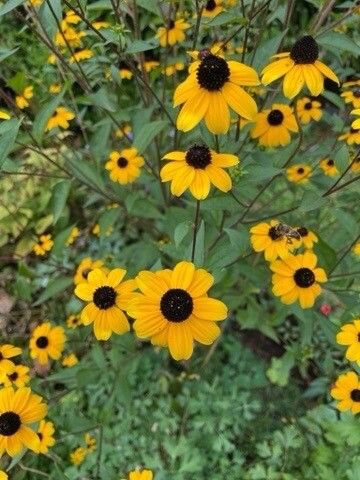 Rudbeckia amplexicaulis flower