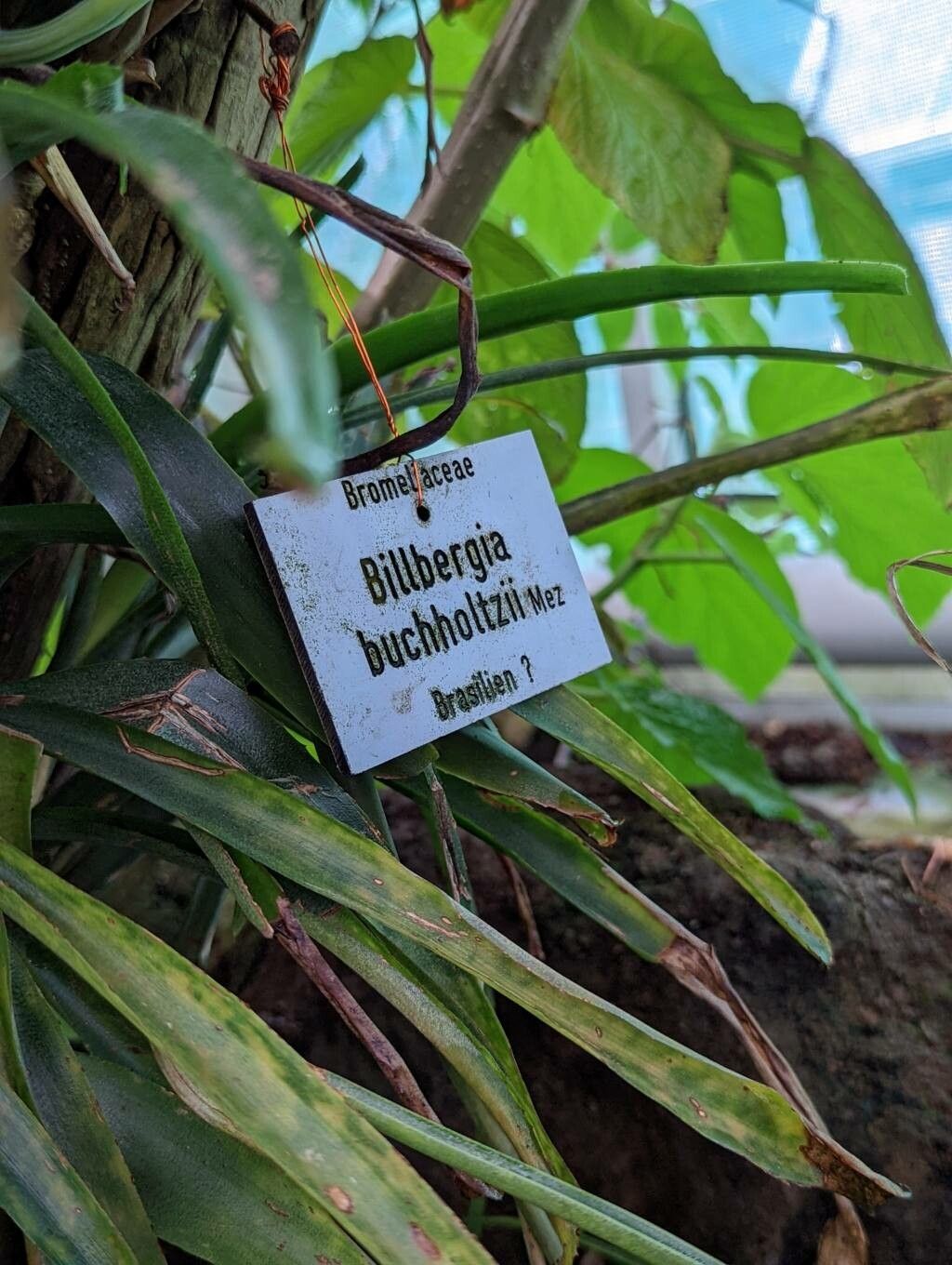 Billbergia buchholtzii leaf