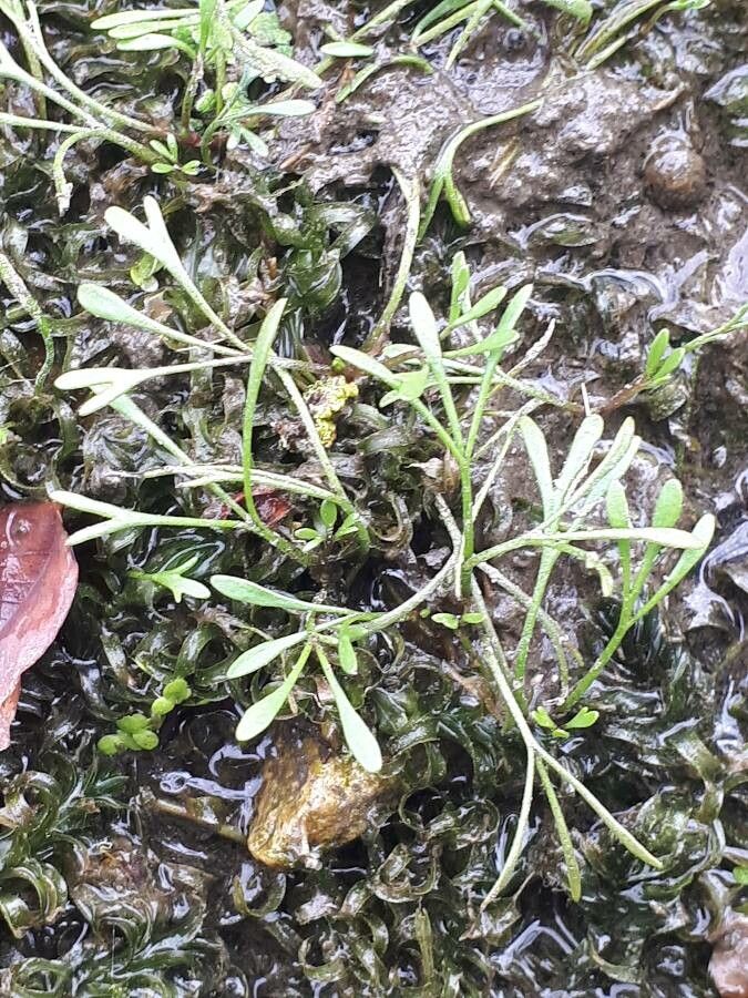 Limosella aquatica