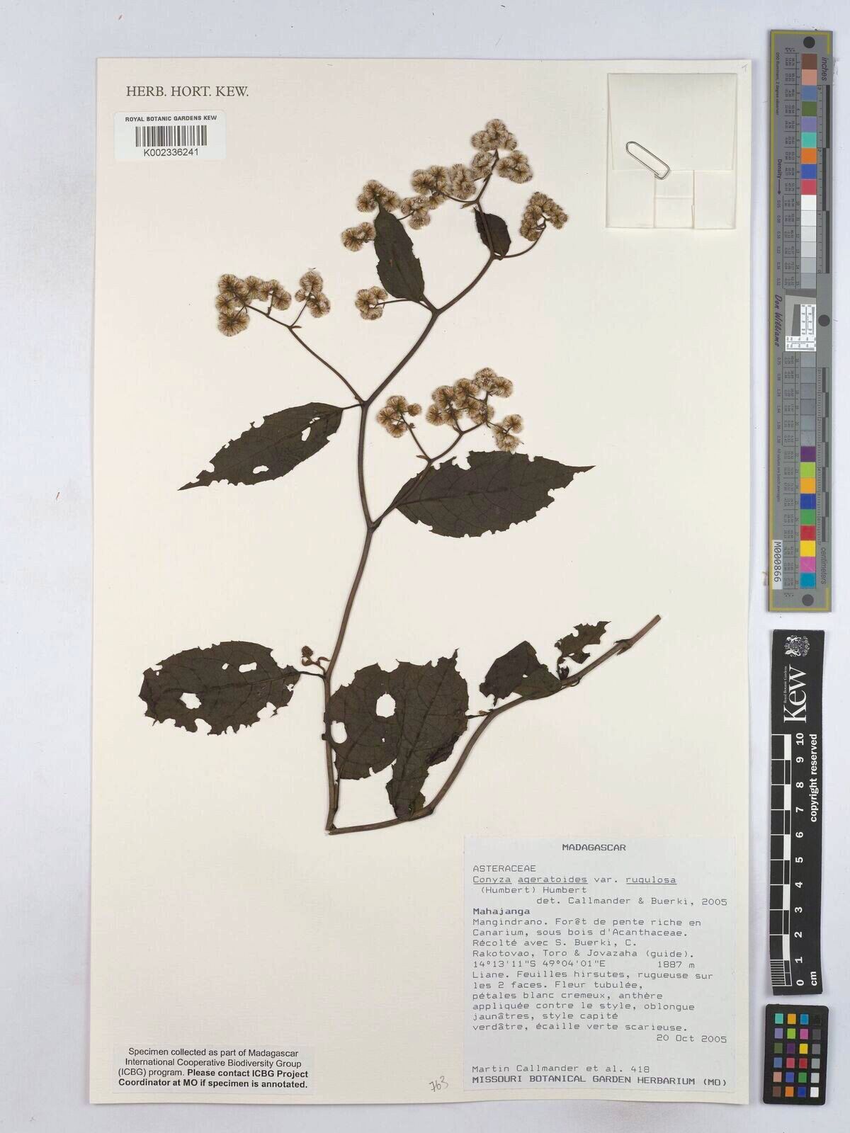 Psiadia ageratoides — related species from the same genus