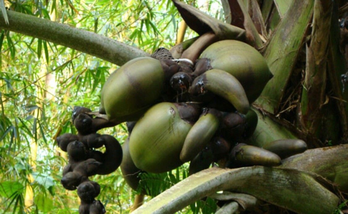 Lodoicea maldivica fruit