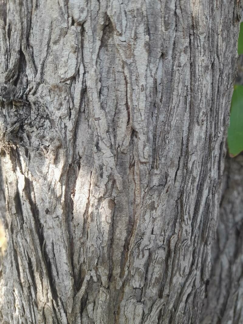 Colophospermum mopane bark