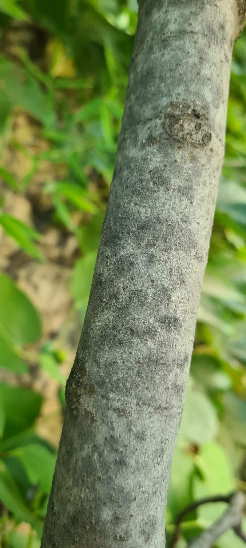 Ficus palmata bark