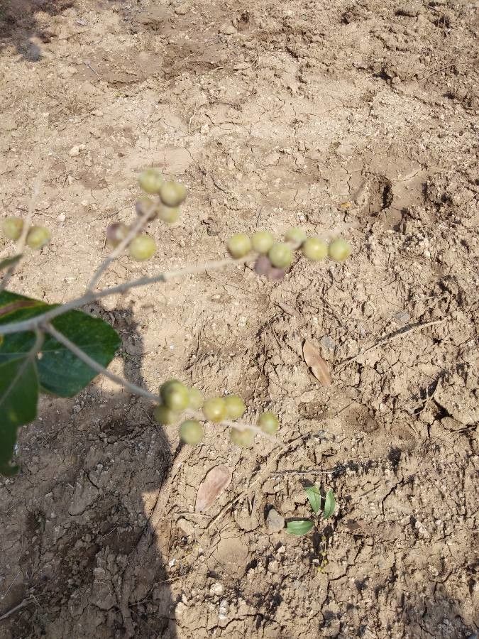 Diospyros chloroxylon fruit